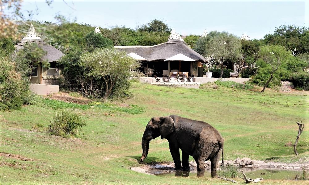 Amakhala Safari Lodge