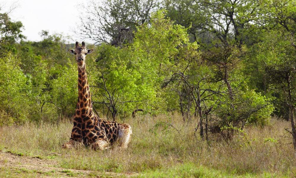 Londolozi