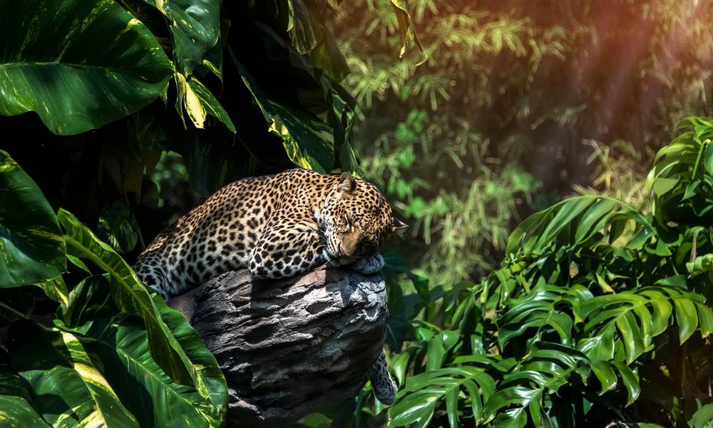 sabi sands