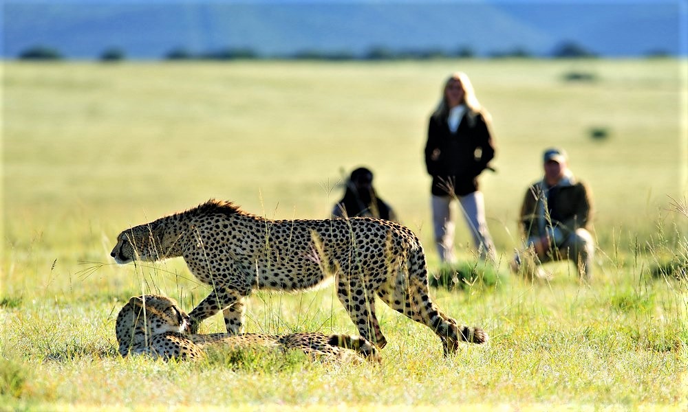 shamwari