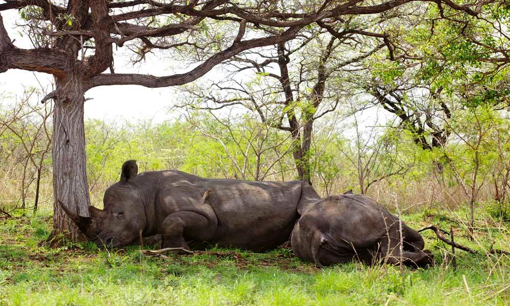 thornybush