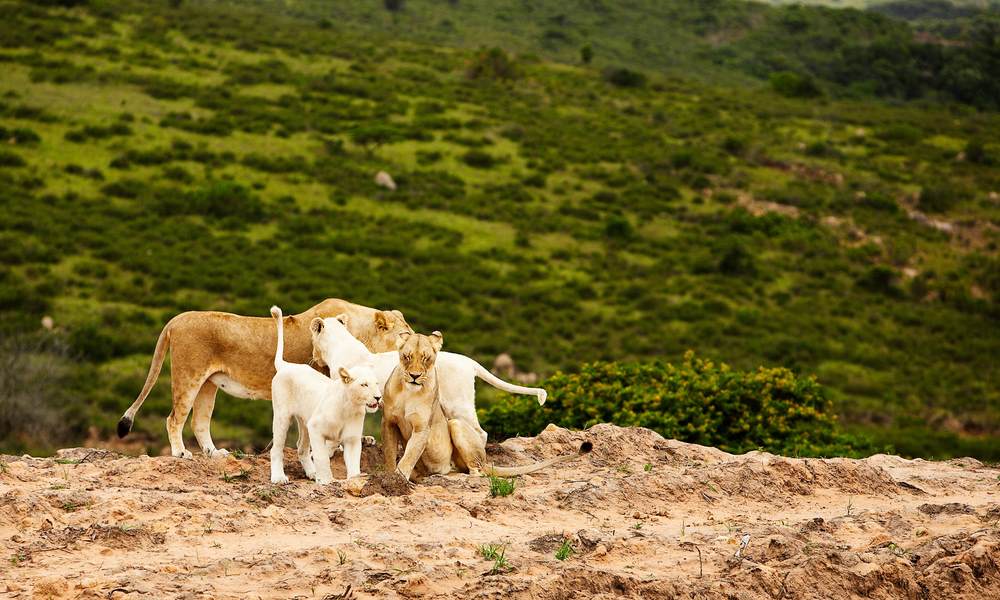 timbavati